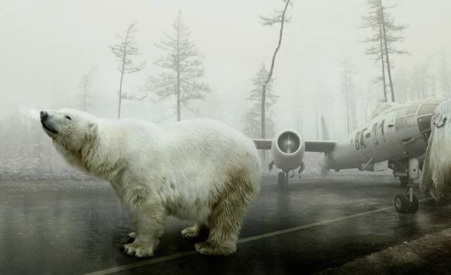 Bear, Plane, Icebear, Trees, Winter, Wildanimal, Animal, Forest, Autumn, Aviation, Mood, Nature
