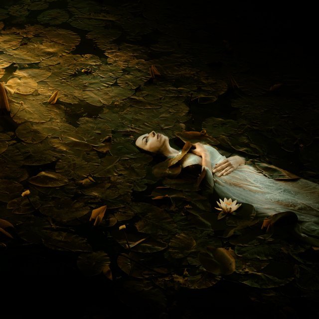 Bear, Plane, Icebear, Trees, Winter, Wildanimal, Animal, Forest, Autumn, Aviation, Mood, Nature