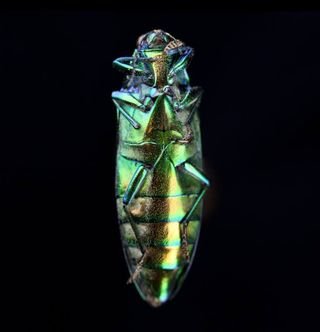 Beach, Rock, Sea, Sky, Body, Branches, Woman, Blackandwhite, Nature, Nude, Ocean