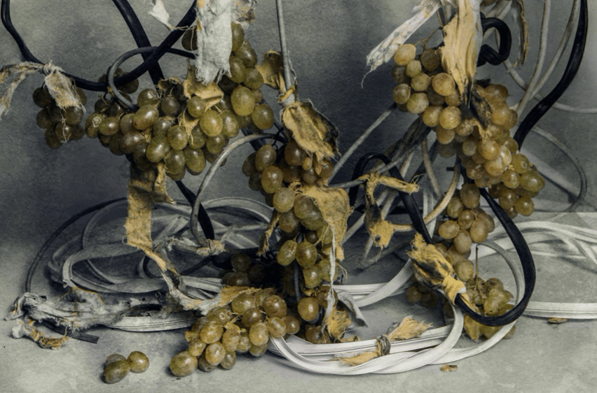 GRAPE Photography by DASHA ART