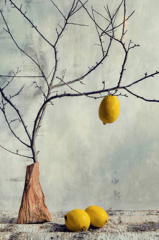 LEMON TREE I Photograph by DASHA ART