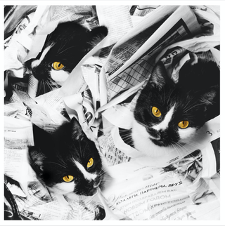 BLACK CATS Photograph by DASHA ART