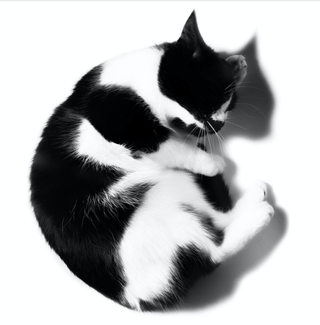 BLACK CATS I Photograph by DASHA ART