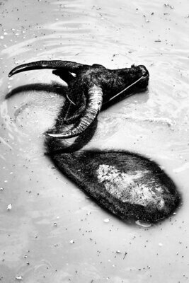 Water Buffalo Limited Edition Photography by Miwa | Spain