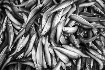 Anchovy Limited Edition Photography by Miwa | Spain