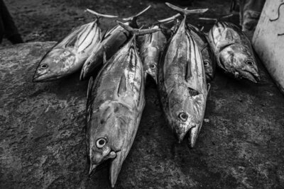 Happy Fish Limited Edition Photography by Miwa | Spain