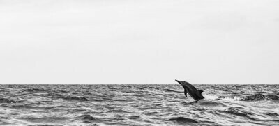 Dolphin I Limited Edition Photography by Miwa | Spain