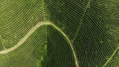 Green Glass I Limited Edition Photography by Miwa | Spain