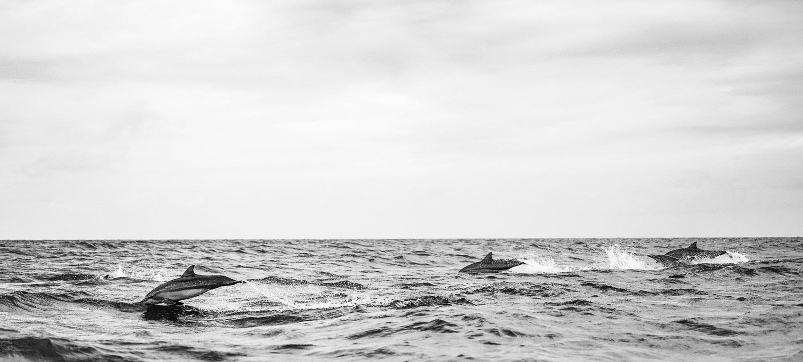 Photography for Sale